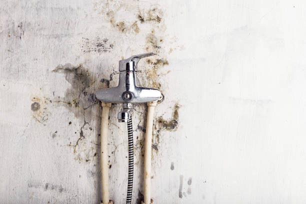 Best Toxic Mold Removal  in Bremerton, WA