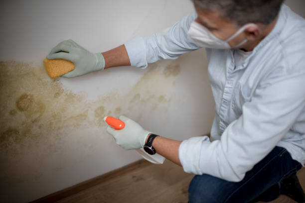 Best Office Mold Removal Services  in Bremerton, WA