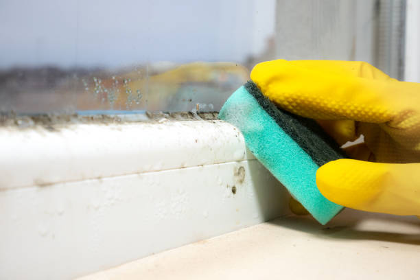 Best Residential Mold Removal  in Bremerton, WA