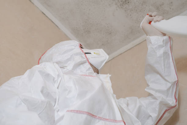 Best Commercial Mold Removal  in Bremerton, WA