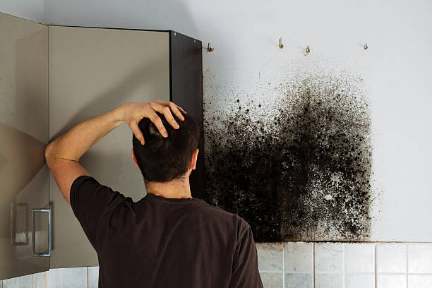 Best Mold Testing  in Bremerton, WA
