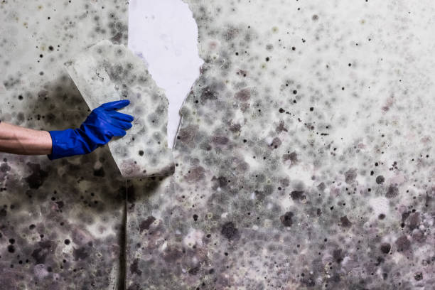 Best Mold Remediation  in Bremerton, WA
